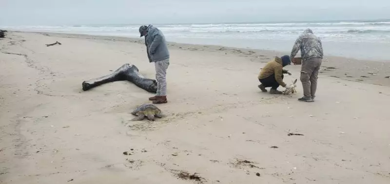 Rescata Comisión de Parques 40 tortugas verdes en playas