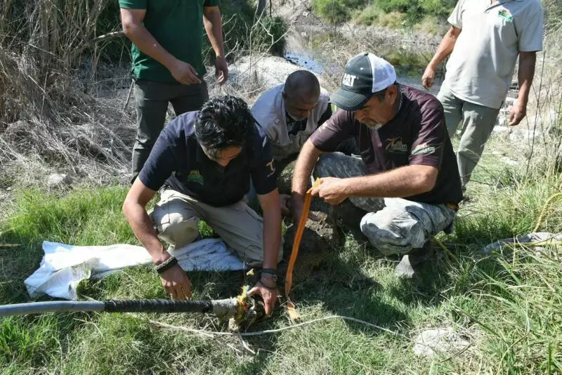 Rescata Comisión de Parques cocodrilo en ejido El Olmo
