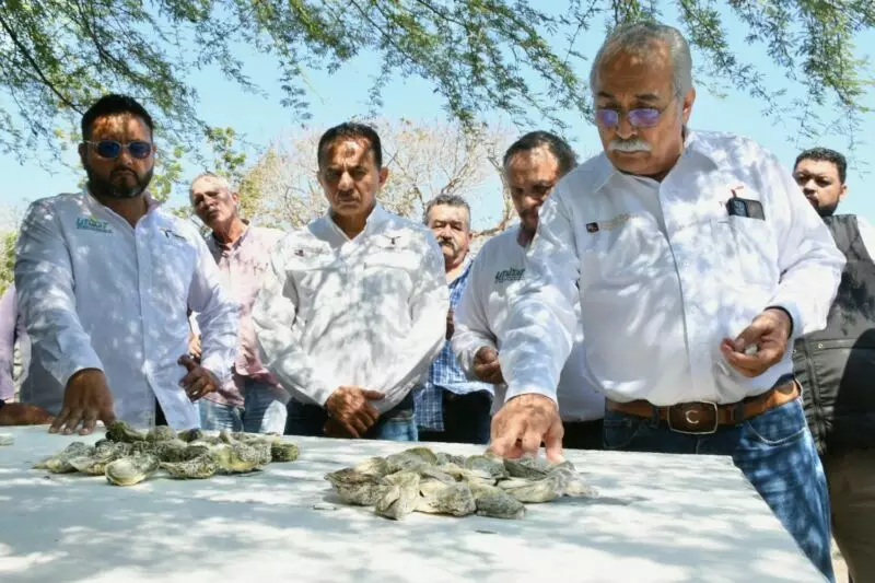 Presentan proyecto para el cultivo de ostión en Tamaulipas