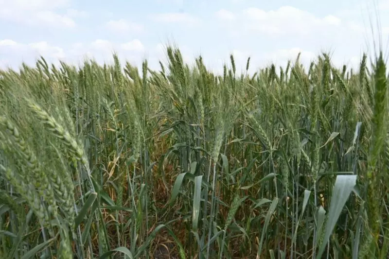 Promueven gobierno federal y estatal la siembra de trigo en el norte de Tamaulipas