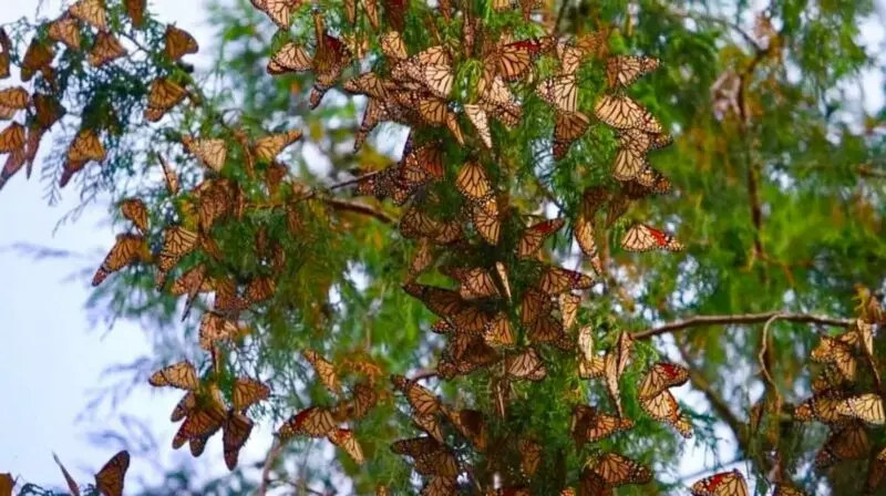Impulsa Gobierno de Tamaulipas conservación de la ruta migratoria de la mariposa monarca